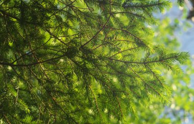 Köknar ağaçlarının genç filizleri baharda yetişir.
