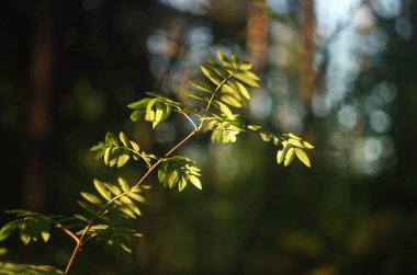 Gün batımı ve rowan ağacı.