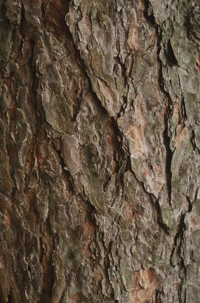 Tekstura Kory Drzewa Wysoka Rozdzielczość — Zdjęcie stockowe