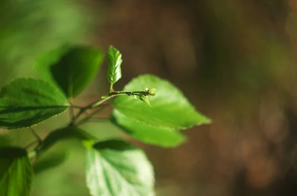 Чёрный Муравей Зелёном Листе — стоковое фото
