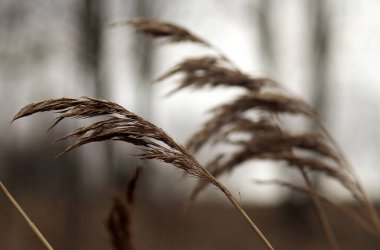 Bulutlu bir günde bir çimen yaprağının yakın çekimi