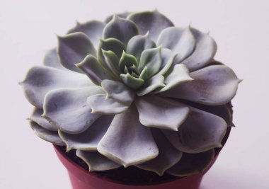 echeveria beyaz arkaplanda çömlekte karışır