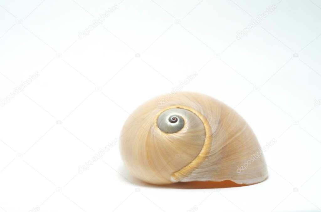 Simple Sea Shell macro