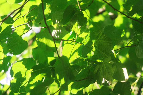 Зеленая листва под солнцем под деревом в летний день
