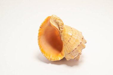 Deniz kabuğu rapana yan görünümü döndür