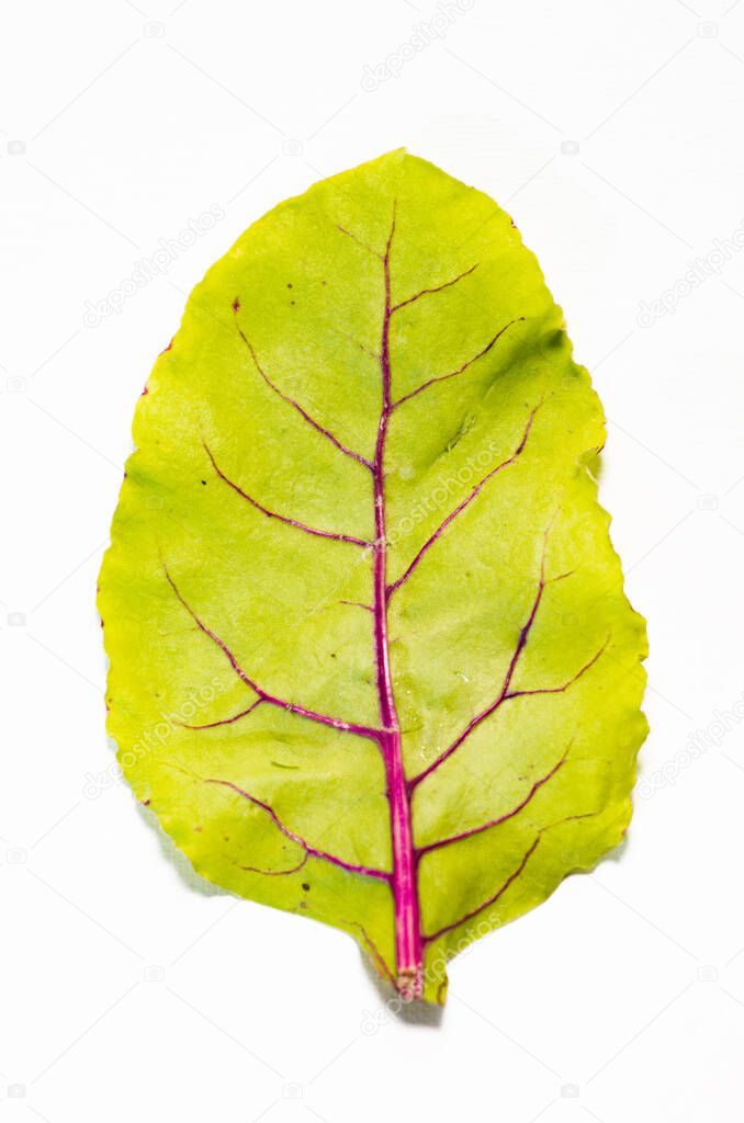 Fresh leaf beet root isolated on white background
