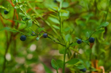 Yaz ormanında bir yaban mersini filizi.