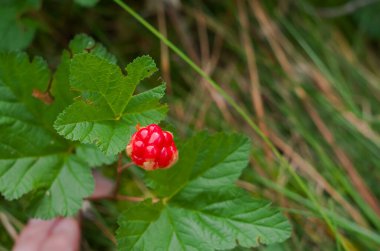 Böğürtlen, bataklıktaki yaz ormanında yetişiyor..