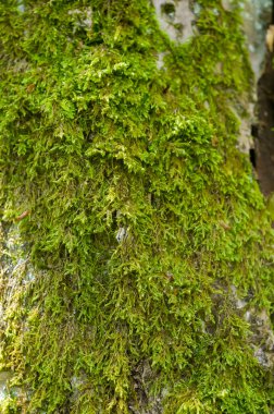 Bir çam ağacının yosun kabuğu