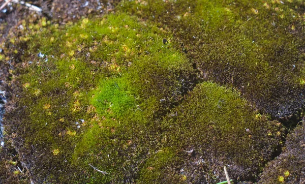 森の中で育つ苔のクローズアップ — ストック写真