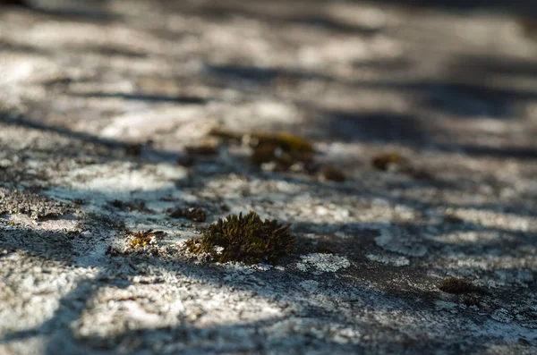 Mossgrön Konsistens Moss Bakgrund Grön Mossa Grunge Textur Bakgrund — Stockfoto