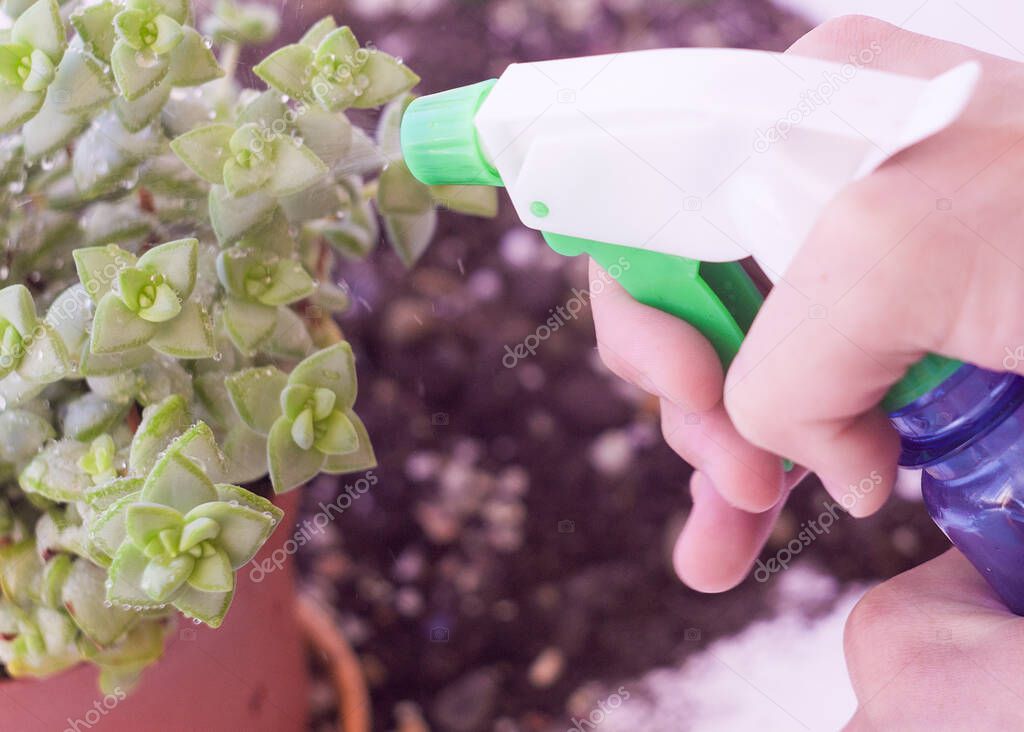 spraying house plants with pure water from a spray bottle