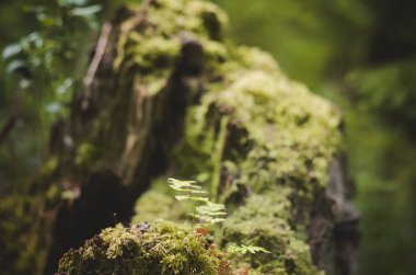Ağaç kütüğünde yosun ve yeni büyüme.