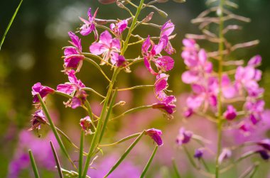 Chamaenerion angustifolium, çayırda açan bir Fireweed. Çayır çiçekleri Kapatın.