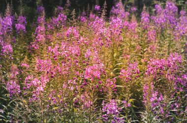 Chamaenerion angustifolium, çayırda açan bir Fireweed. Çayır çiçekleri Kapatın.
