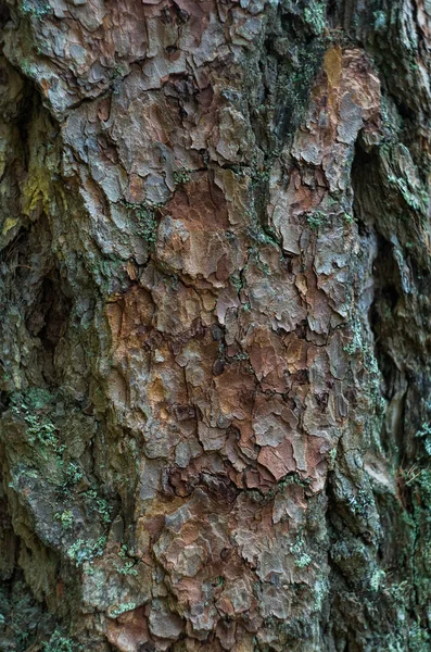 Árvore Seca Casca Textura Fundo Conceito Natureza — Fotografia de Stock