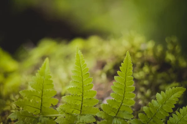 在阳光下 丰满的蕨类叶绿叶自然植物蕨类植物背景 — 图库照片