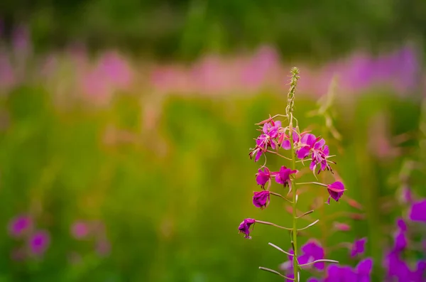 Chamaenerion Angustifolium Огненный Сорняк Цветущий Лугу Луговые Цветы Закрыть — стоковое фото