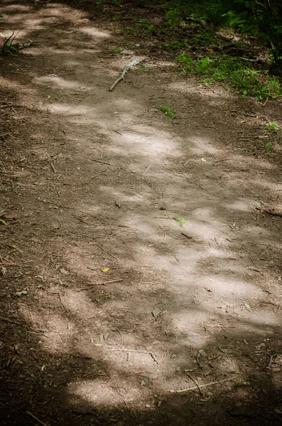 A Sunny path leads deep into the forest.