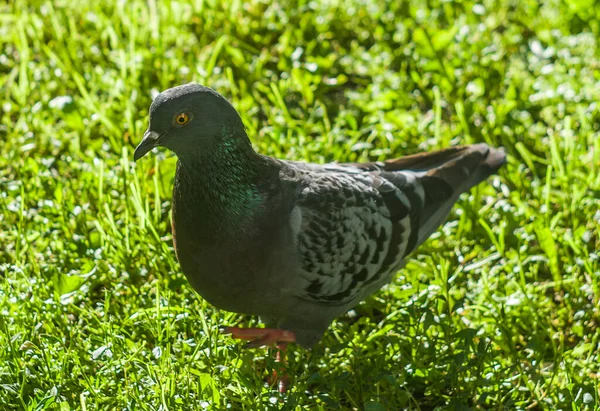 Pigeon Commun Marchant Dans Bois — Photo