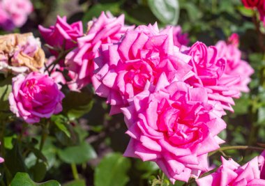 Çiçek açmış bir demet pembe gül