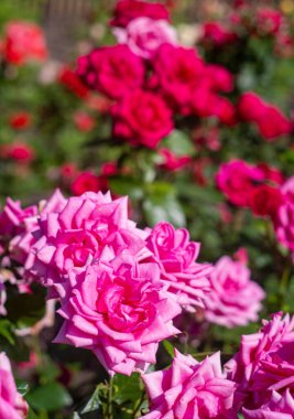 Çiçek açmış bir demet pembe gül