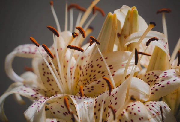 Lilienstrauß Auf Der Fensterbank Einem Sonnigen — Stockfoto