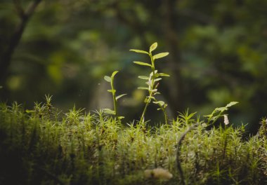 Fores 'da Yeşil Yosun Taşı