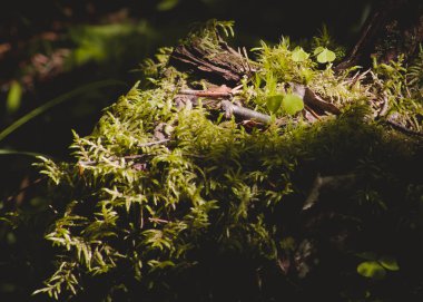 Fores 'da Yeşil Yosun Taşı