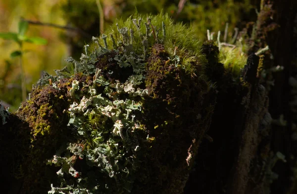 Árvore Coberto Com Musgo Verde Floresta — Fotografia de Stock