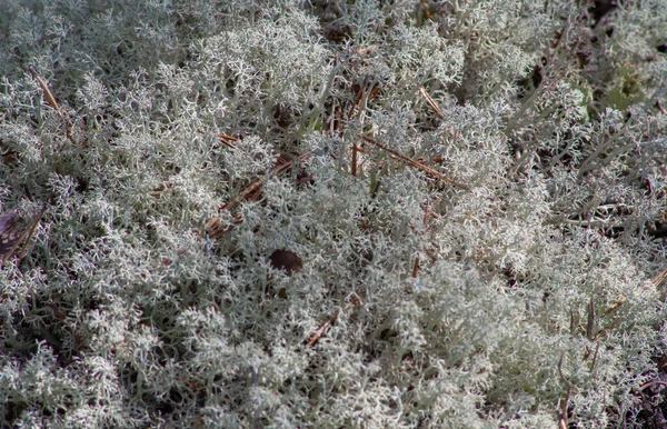 White Moss Arctic Lichen Growing North Russia — Stock Photo, Image