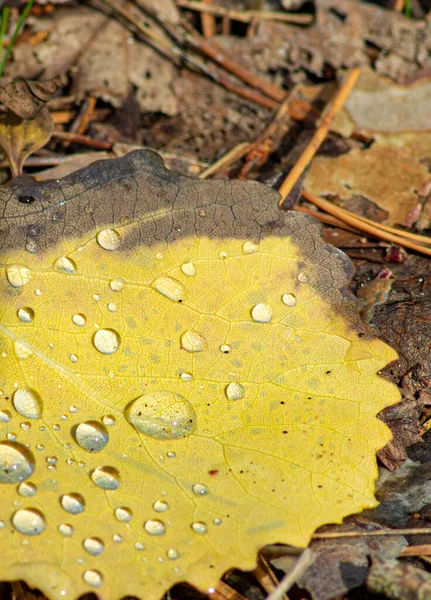 秋天森林里的一片黄叶上滴着露珠 — 图库照片