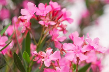 Yazın açan pembe çayır çiçekleri.
