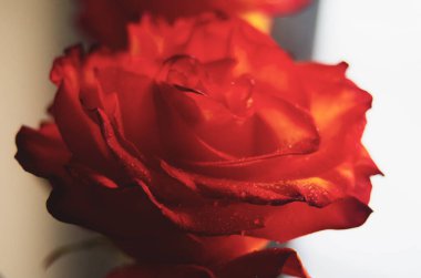 Yapraklarında su damlacıkları olan bir portakal gülünün yakın çekimi..