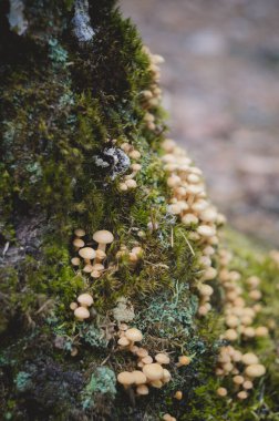 Sonbahar ormanındaki mantarlar. Çürük ağaç kütüğünde bir sürü mantar.