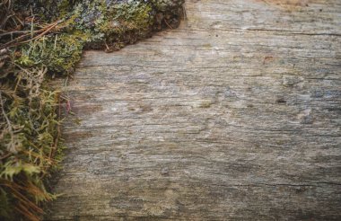 Ağaç kabuğunun dokusu Doğal Arkaplan olarak kullanılıyor. Boşluğu kopyala