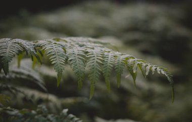 Ormanda eğrelti otları. Güzel eğrelti otları yeşil yapraklar bırakır. Ormanda yetişen güzel eğreltiotlarının yakın çekimi. Eğreltiotunun güneş ışığında doğal çiçek arkaplanı.
