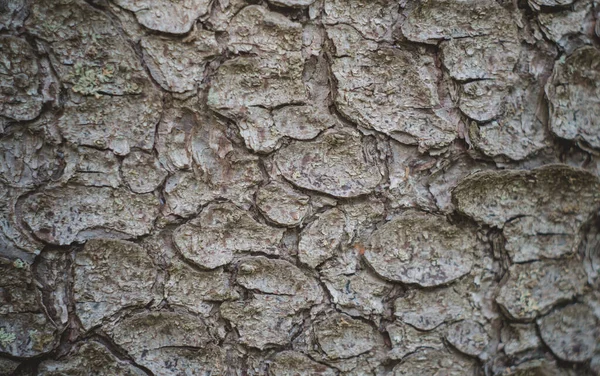 Textura Uso Madeira Casca Como Espaço Natural Background Copy — Fotografia de Stock
