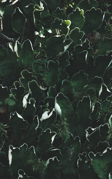 Close Líquen Cão Verde Peltigera Aphthosa — Fotografia de Stock