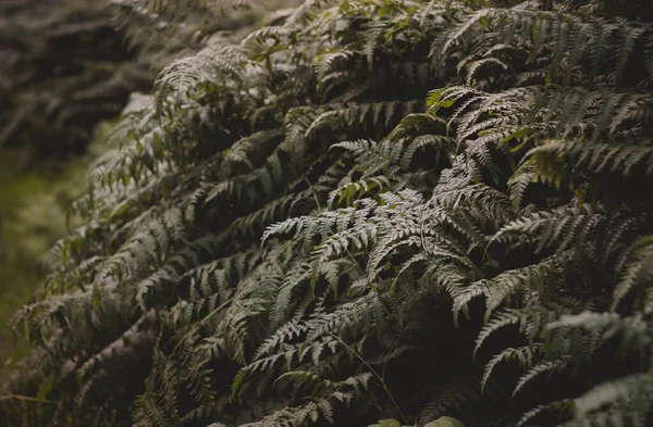 Páfrányok Erdőben Gyönyörű Páfrányok Elhagyják Zöld Lombozatot Közelkép Gyönyörű Páfrányokról — Stock Fotó