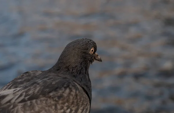 Pombo Senta Uma Rocha Olha Para Água — Fotografia de Stock