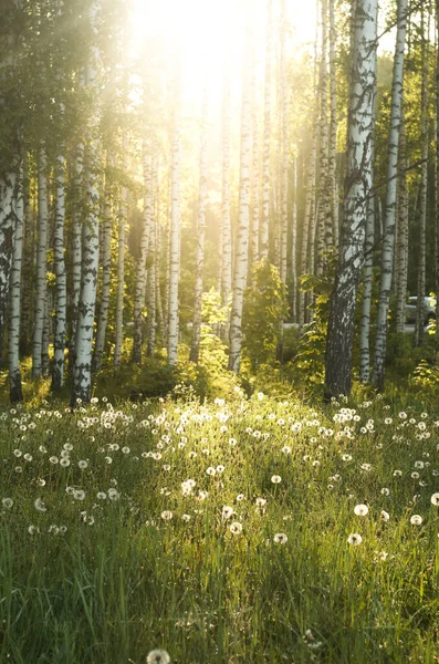 Sunrise in the forest.Spring forest with birches and dandelions