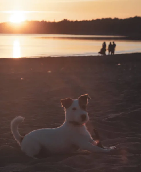 Jack Russell Terrier Spacery Aktywny Pies Bawi Się Plaży Lecie — Zdjęcie stockowe