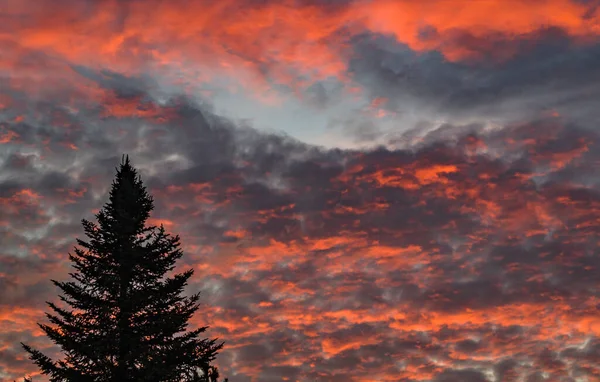 Majestueuze Hemel Roze Wolk Tegen Silhouetten Van Dennenbomen Schemering — Stockfoto