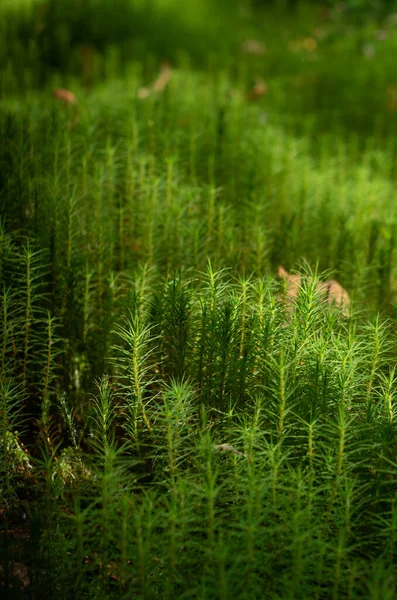 沼のミズバショウと落ち葉 テクスチャ背景 — ストック写真