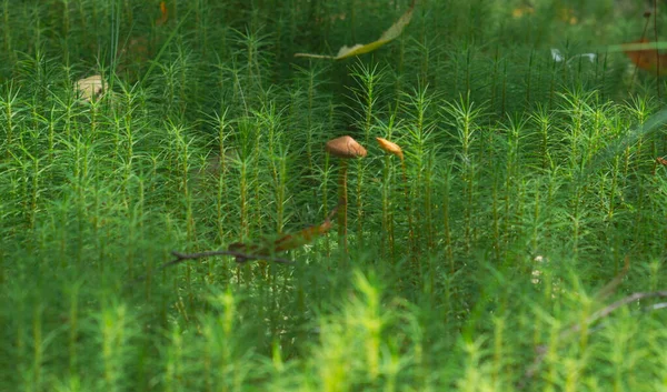 沼泽中的苔藓和落叶 — 图库照片