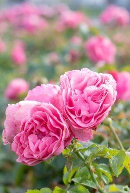 Bahçede üç çalı gülü var..