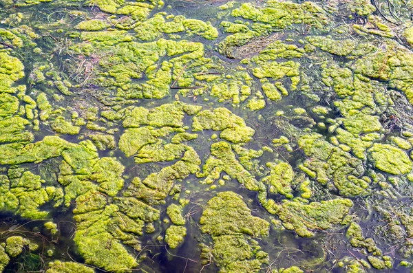 Algues Vertes Sur Rivière Pollution Des Eaux Douces — Photo