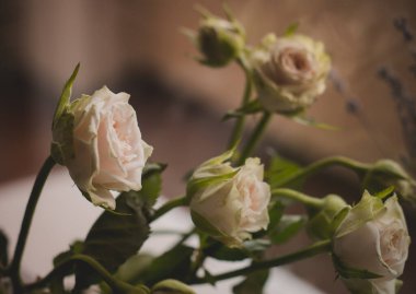 Pencerede beyaz güller Yumuşak yayılmış ışık