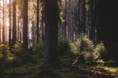 Bir yaz günü, güneşin altındaki ormanın çalılığı..